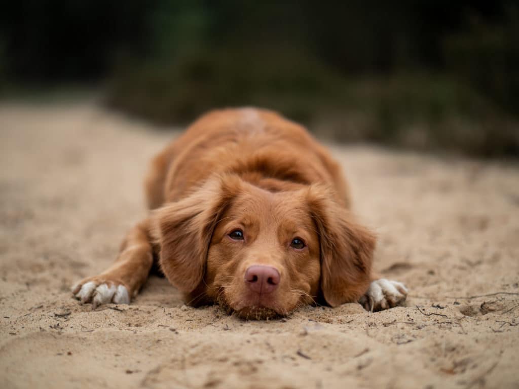 dog